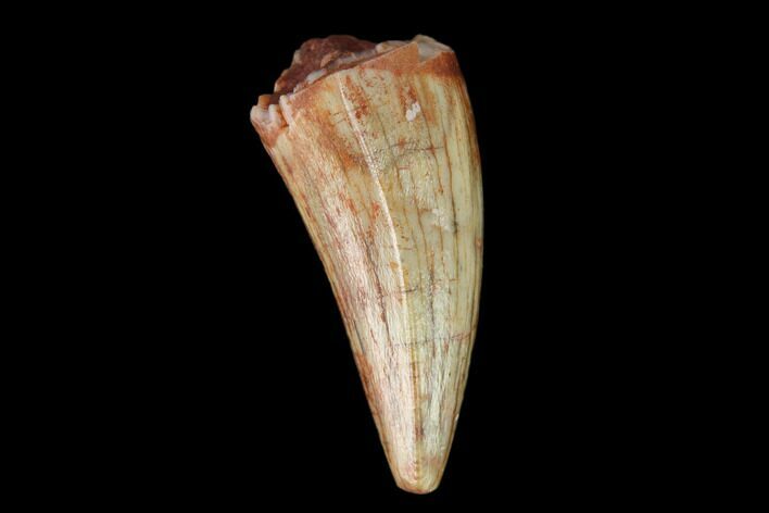 Fossil Phytosaur Tooth - New Mexico #133331